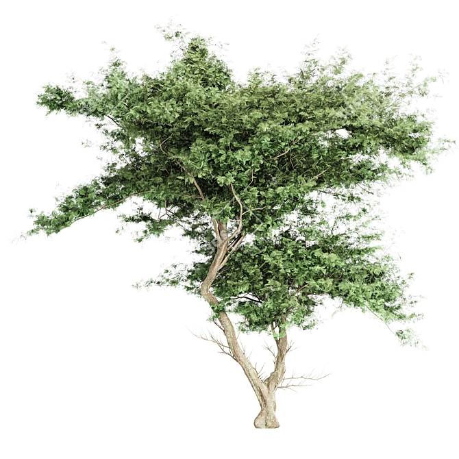  Majestic Acacia Tree - East Africa 3D model image 2