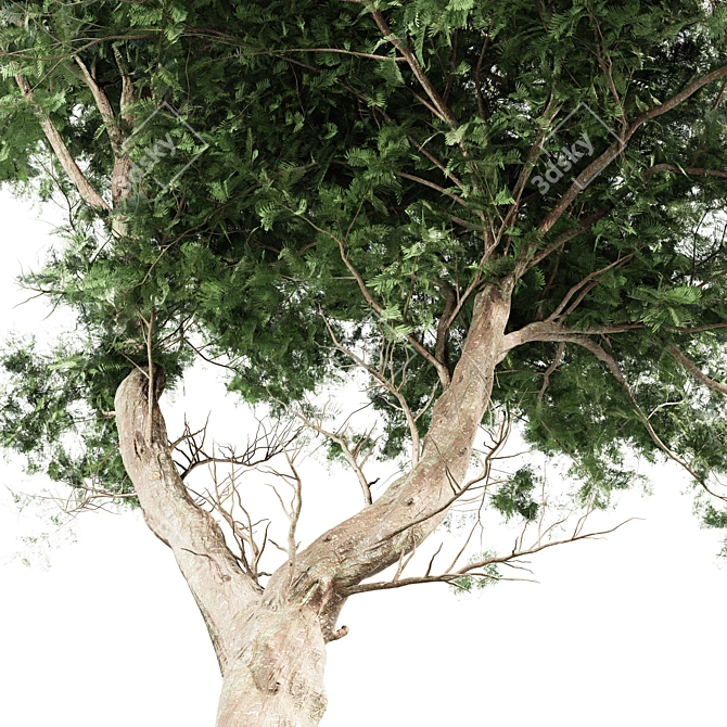  Majestic Acacia Tree - East Africa 3D model image 4