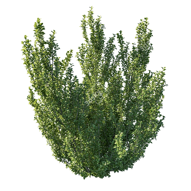 Rhamnus Alaternus Bush: Beautifully Crafted Garden Décor 3D model image 2