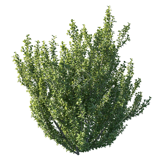 Rhamnus Alaternus Bush: Beautifully Crafted Garden Décor 3D model image 3