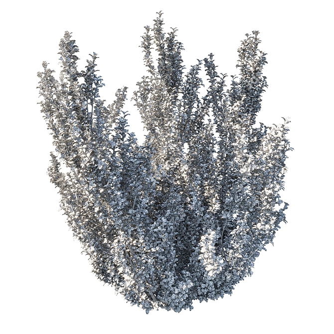 Rhamnus Alaternus Bush: Beautifully Crafted Garden Décor 3D model image 4