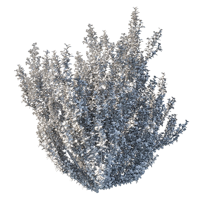 Rhamnus Alaternus Bush: Beautifully Crafted Garden Décor 3D model image 5