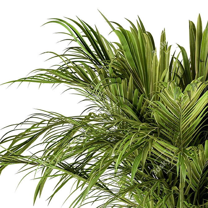 Tropical Paradise Plant Set 3D model image 4