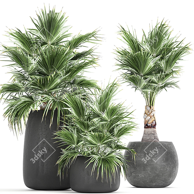 Exotic Palm Plant Collection 3D model image 1