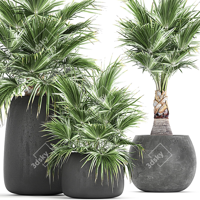 Exotic Palm Plant Collection 3D model image 2