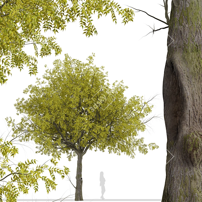 Arizona Ash Trees: Lush and Lifelike Pair! 3D model image 3