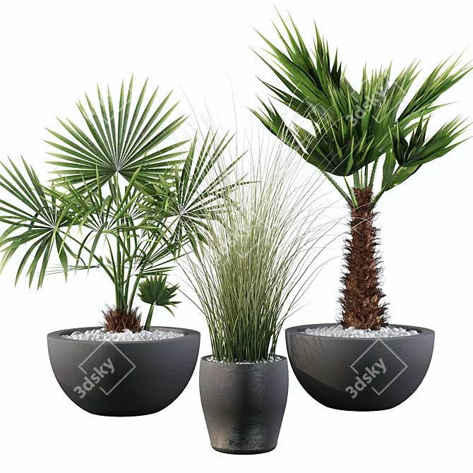Tropical Plants Collection 083 3D model image 1