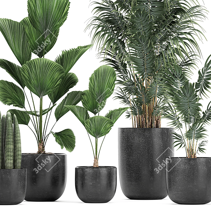 Exotic Plant Collection in Black Pots 3D model image 2