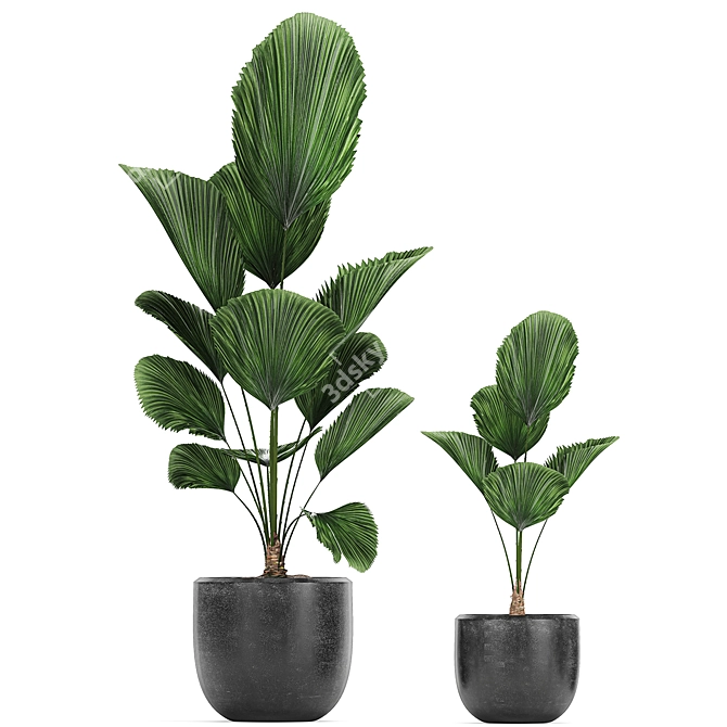 Exotic Plant Collection in Black Pots 3D model image 3