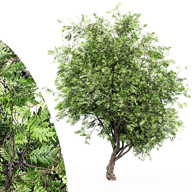 Exquisite African Olive Tree: Stunningly Detailed & Versatile 3D model image 1