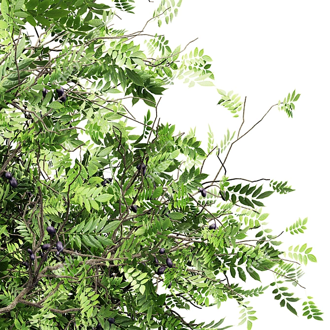 Exquisite African Olive Tree: Stunningly Detailed & Versatile 3D model image 3