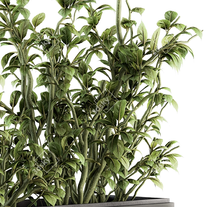 138 Piece Indoor Ficus Plants Set 3D model image 4