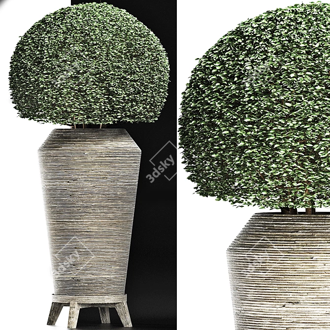 Exotic Houseplant Collection 3D model image 2