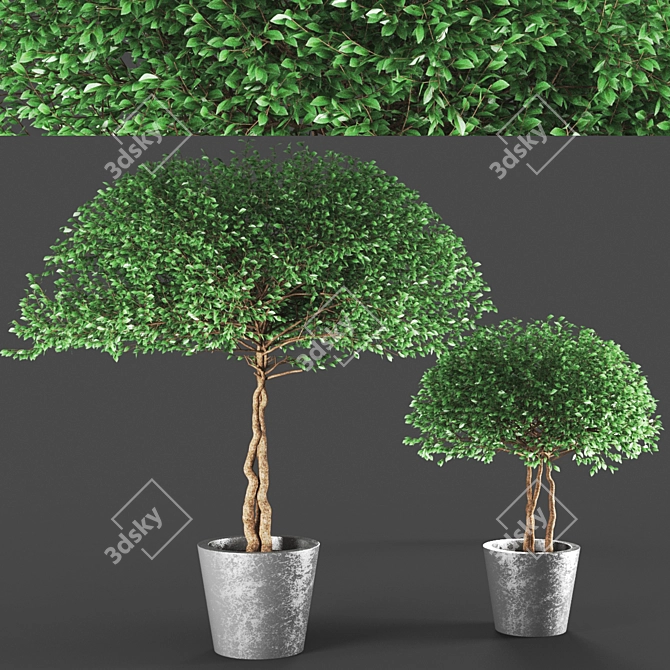  Elegant Poly Plant Duo 3D model image 1