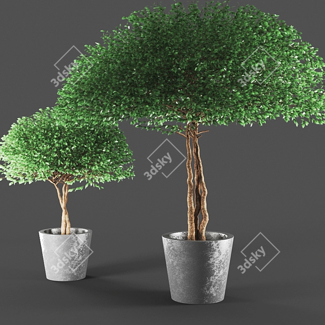  Elegant Poly Plant Duo 3D model image 2