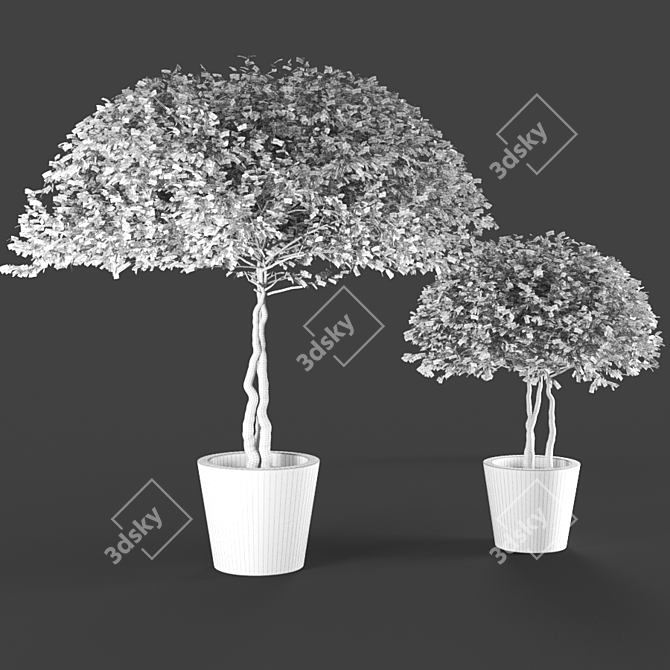  Elegant Poly Plant Duo 3D model image 3