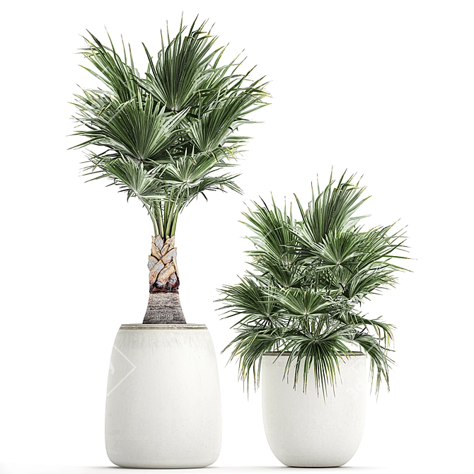 Exotic Palm Collection 3D model image 1