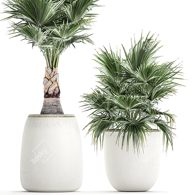 Exotic Palm Collection 3D model image 2