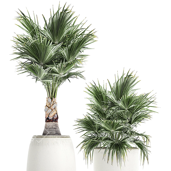 Exotic Palm Collection 3D model image 3