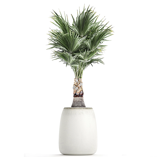 Exotic Palm Collection 3D model image 4