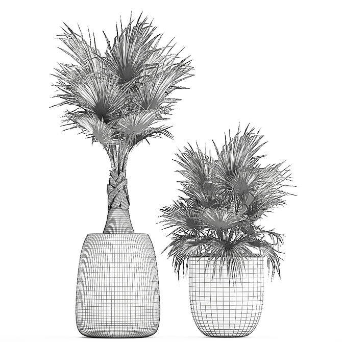Exotic Palm Collection 3D model image 5
