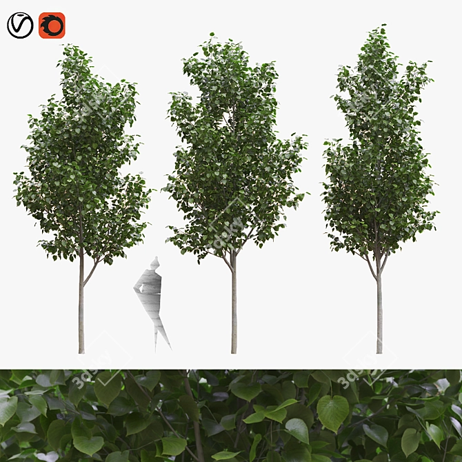 American Linden Trees Set 3D model image 1