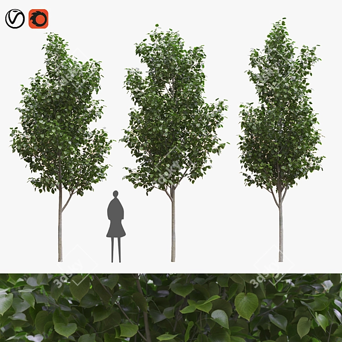 American Linden Trees Set 3D model image 5