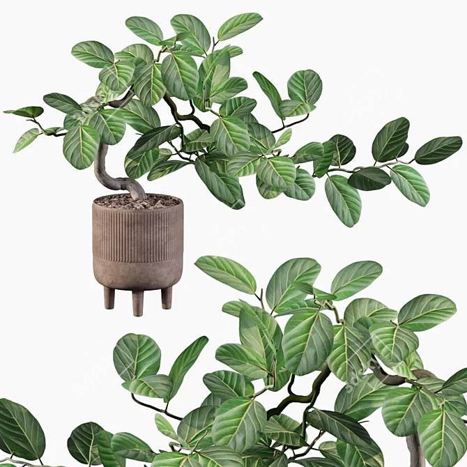 Benjamin Ficus: Stunning Plants Collection 3D model image 1