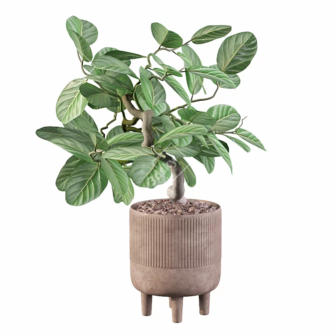 Benjamin Ficus: Stunning Plants Collection 3D model image 4