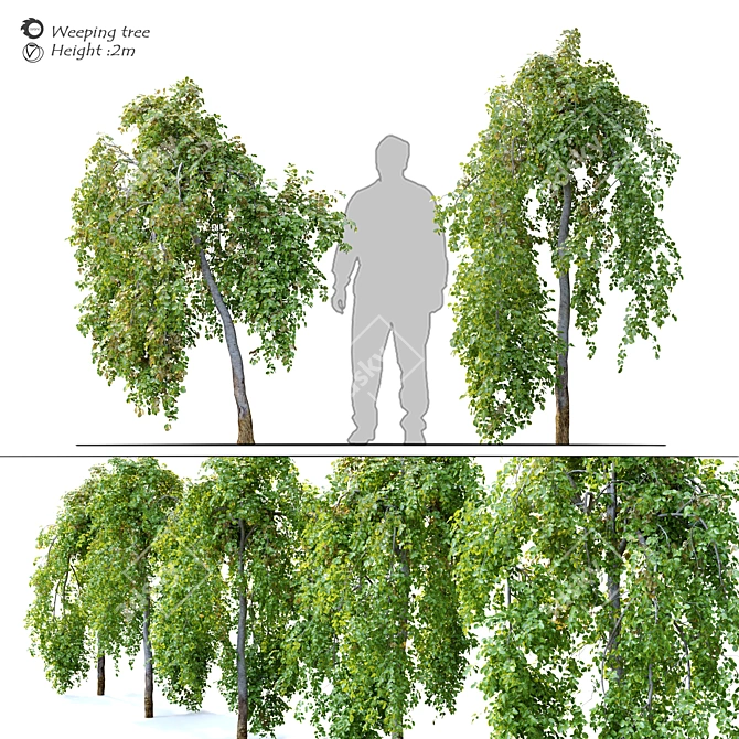 Pair of Petite Weeping Trees 3D model image 1