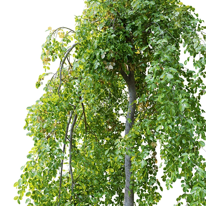 Pair of Petite Weeping Trees 3D model image 2