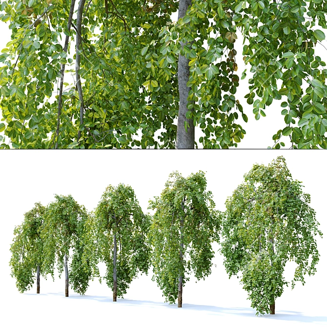 Pair of Petite Weeping Trees 3D model image 3