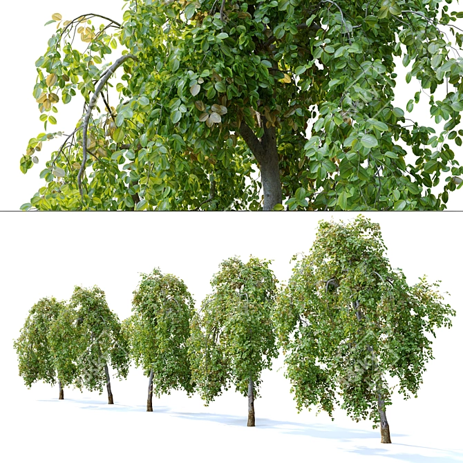 Pair of Petite Weeping Trees 3D model image 4