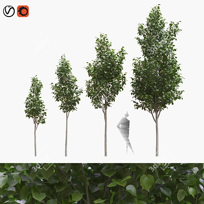 American Linden Tree Kit: Young & Realistic 3.2m - 5.9m 3D model image 1