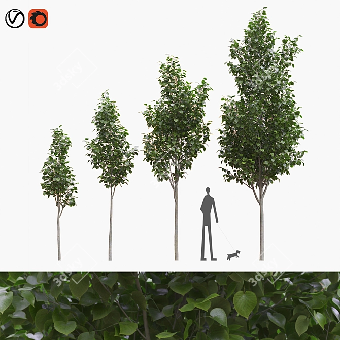 American Linden Tree Kit: Young & Realistic 3.2m - 5.9m 3D model image 5