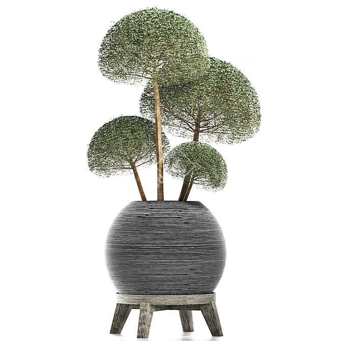 Exotic Houseplants Collection 3D model image 2