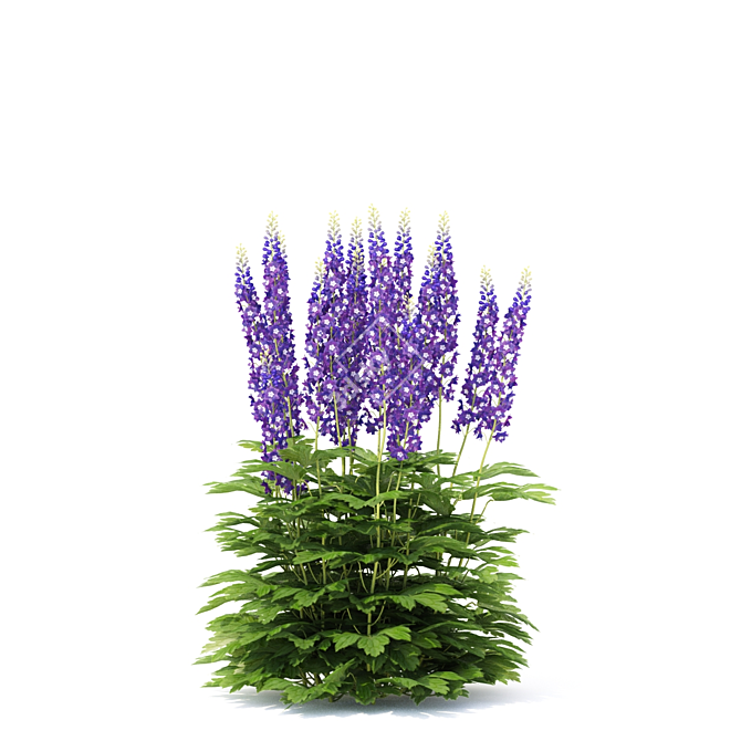 Hybrid Delphinium Flowers Impressive Collection 3D model image 5