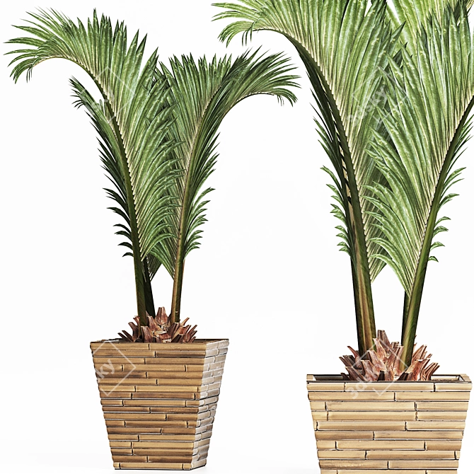 Tropical Plants Collection: Areca, Chamaedorea, Chrysalidocarpus, Howea, Rhapis 3D model image 1