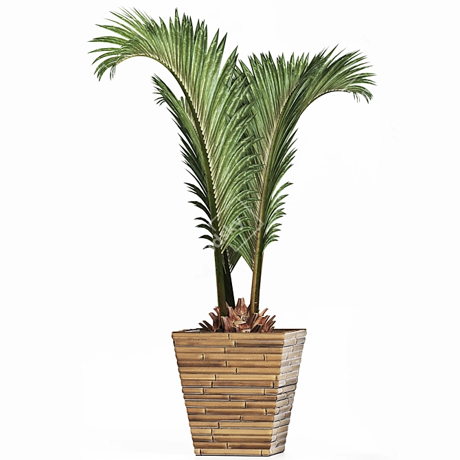 Tropical Plants Collection: Areca, Chamaedorea, Chrysalidocarpus, Howea, Rhapis 3D model image 2