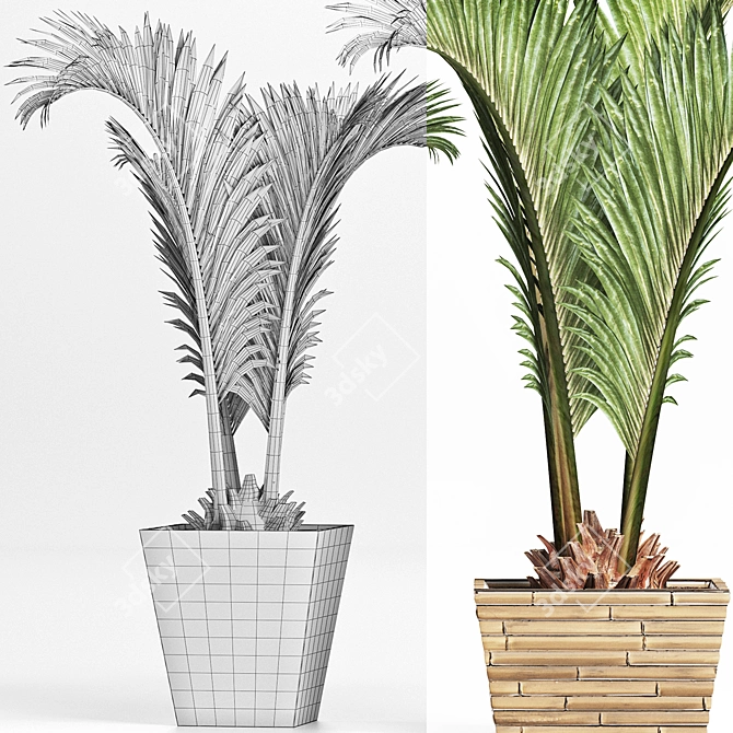 Tropical Plants Collection: Areca, Chamaedorea, Chrysalidocarpus, Howea, Rhapis 3D model image 3