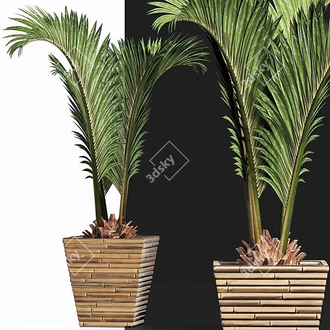 Tropical Plants Collection: Areca, Chamaedorea, Chrysalidocarpus, Howea, Rhapis 3D model image 4