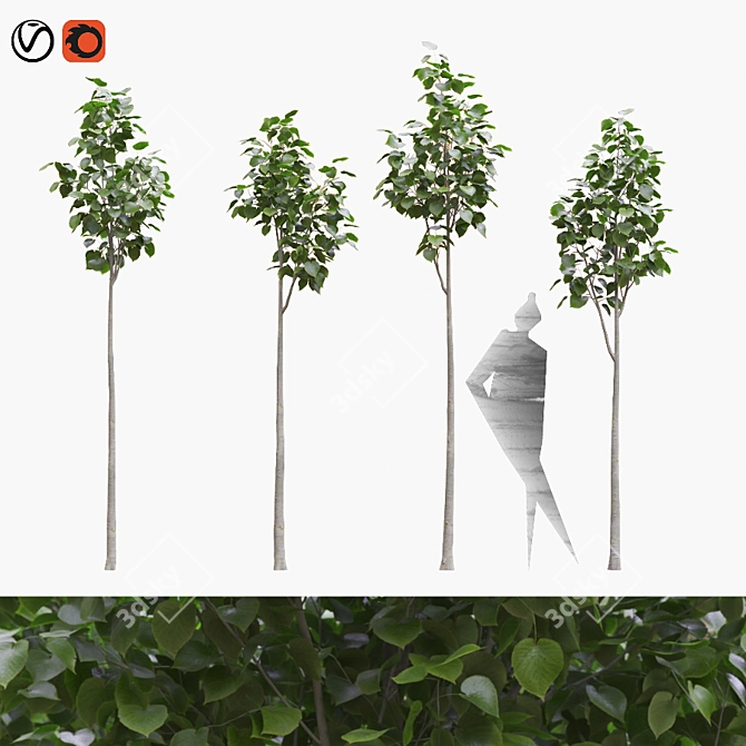 American Linden Tree Set - 4 Young Tilia Americana 3D model image 1