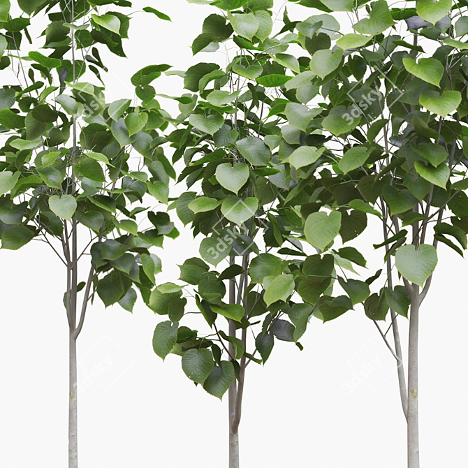 American Linden Tree Set - 4 Young Tilia Americana 3D model image 2