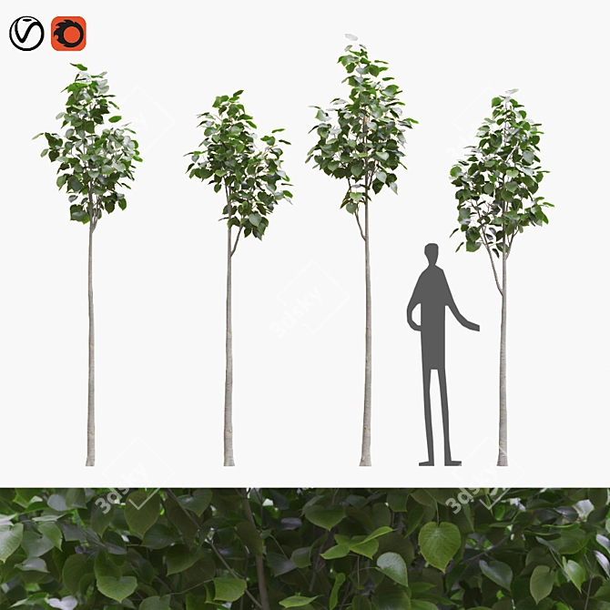 American Linden Tree Set - 4 Young Tilia Americana 3D model image 5