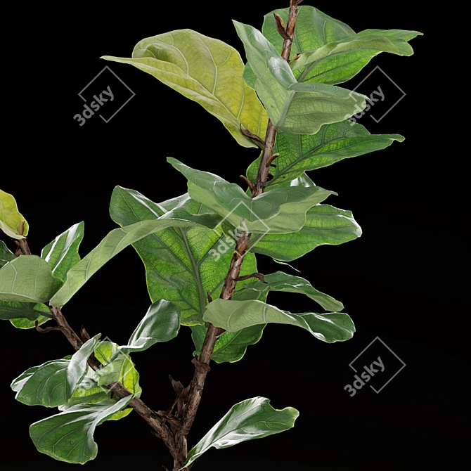 Lush Fiddle-Leaf Fig Tree 3D Model 3D model image 3