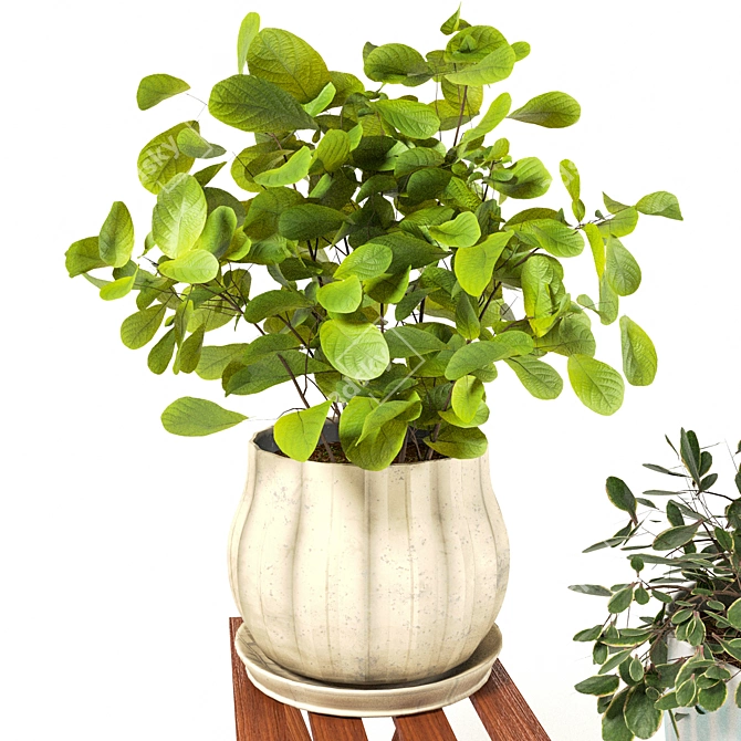 PBR Indoor Plant Collection 3D model image 8