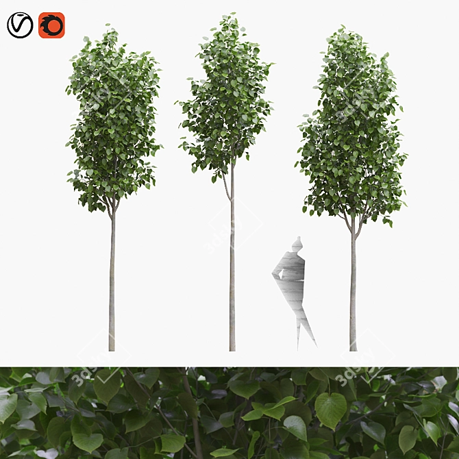 American Linden Tree Set - 4.8-5.0m 3D model image 1