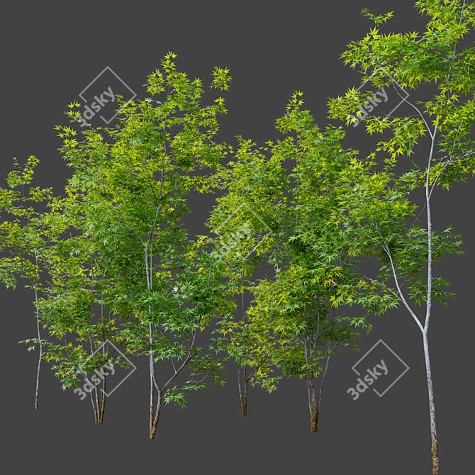 Three Young Maple Trees - 2.5m Height 3D model image 2
