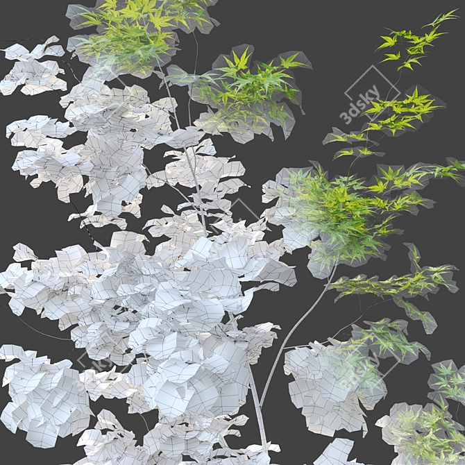 Three Young Maple Trees - 2.5m Height 3D model image 3