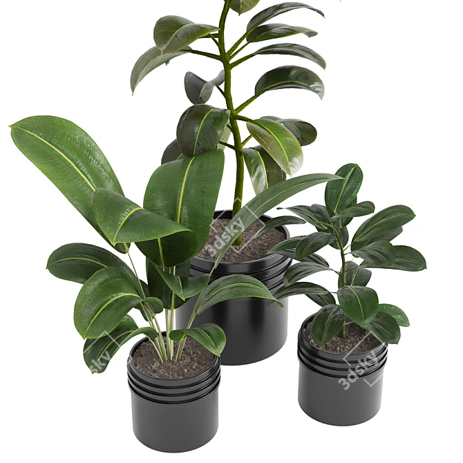 Tropical Beauty Indoor Plant 3D model image 2
